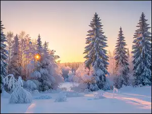 Ośnieżone, Zachód Słońca, Drzewa, Zima, Las