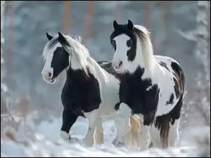Dwa konie rasy American Paint, Horse w lesie zimową porą