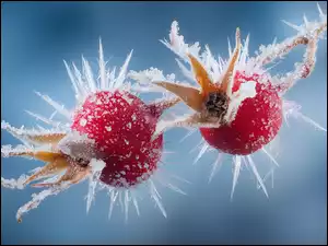 Zamarznięte dwa owoce dzikiej róży na gałązce