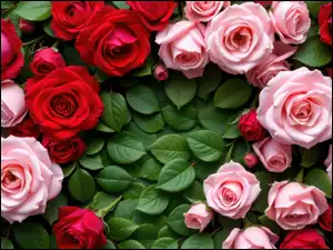 Różowe, Kwiaty, Róże, Listki, Czerwone, Zielone
