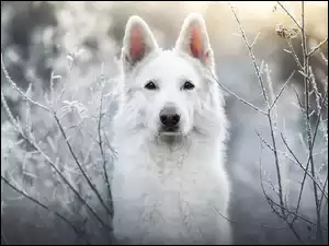 Gałązki, Pies, Biały owczarek szwajcarski, Oszronione