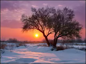 Bezlistne, Zima, Zachód słońca, Drzewo