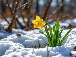 Zielone, Śnieg, Narcyz żonkil, Żółty, Listki