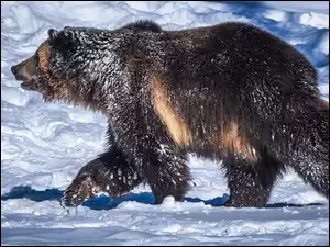 Śnieg, Niedźwiedź brunatny