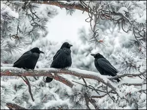 Trzy kruki siedzące na ośnieżonej gałęzi sosny