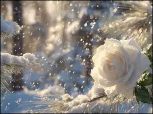 Biała róża pomiędzy zaśnieżonymi gałązkami świerku