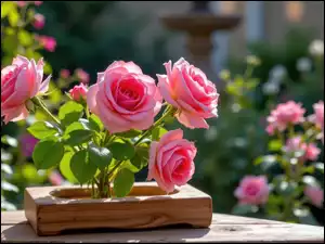 Różowe, Skrzynka, Róże, Kwiaty, Drewniana
