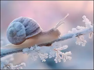 Ślimak ze zmarzniętą muszlą na oszronionej gałązce