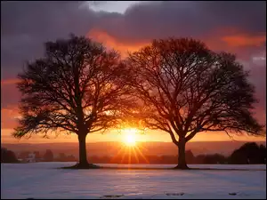 Ośnieżone, Pole, Grafika AI, Zima, Zachód słońca, Drzewa, Dwa