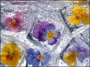 Kwiaty bratki zamknięte w kostkach loduw wodzie