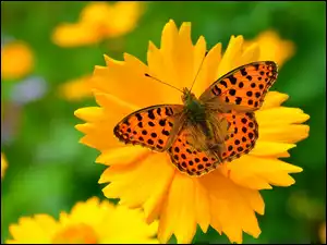 Kolorowy motyl na kwiatku