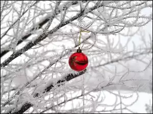 Czerwona bombka wisząca na oszronionej gałęzi drzewa