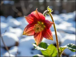 Liście, Grafika AI, Ciemiernik, Kwiat, Śnieg