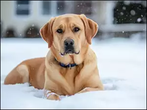 Śnieg, Leżący, Pies, Labrador retriever