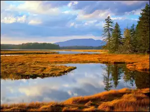 Zalewiska, Żółte, Trawy