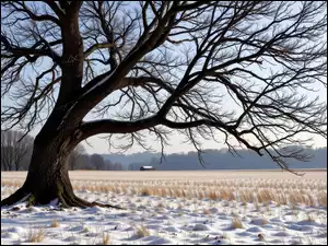 Stare, Drzewo, Trawy, Zima, Suche, Pole, Ośnieżone