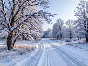 Droga, Śnieg, Trawa, Zima, Krzewy, Drzewa, Ośnieżone