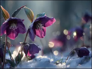 Bordowe ciemierniki w śniegu