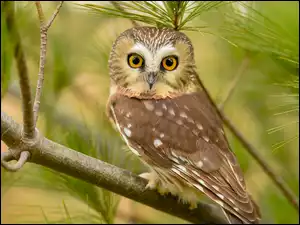 Sosna, Sowa, Włochatka mała, Gałązki