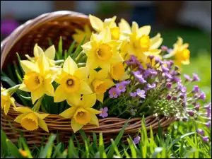 Fioletowe, Narcyzy żonkile, Kwiaty, Trawa, Drobne, Koszyk