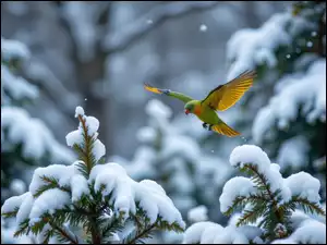 Papuga w locie nad ośnieżonymi drzewami