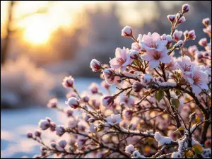 Grafika AI, Ośnieżone, Kwiaty, Krzew