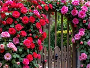 Czerwone, Ogród, Pnące, Różowe, Brama, Róże, AI, Kwiaty