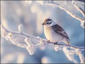 AI, Ptak, Gałązka, Ośnieżona