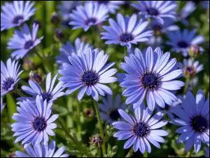 Stokrotki afrykańskie, Niebieskie, Kwiaty