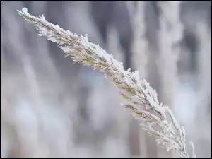 Źdźbło, Trawa, Oszronione