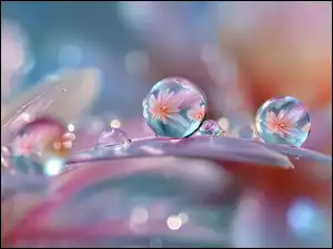 Kwiaty w kroplach wody na rozmytym kolorowym tle