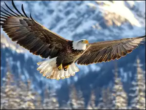 Bielik amerykański, Skrzydła, Ptak, Fruwający, Rozpostarte