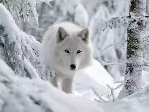 Biały wilk w zimowym leie