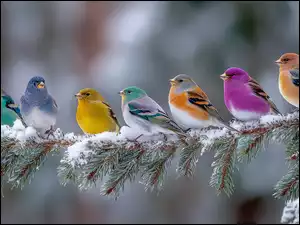 Kolorowe ptaki na ośnieżonej iglastej gałązki