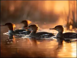 Nurogęsi na wodzie w garfice