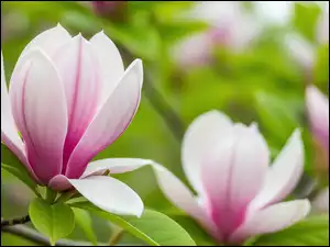 Liście, Kwiaty, Biało-różowe, Magnolia