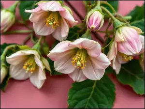 Grafika AI, Kwiaty, Liście, Różowe tło