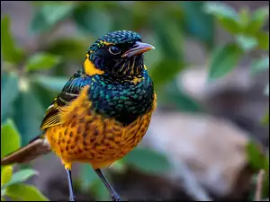 Grafika AI, Ptak, Kolorowy