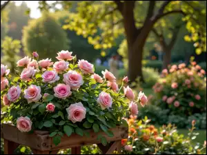 Różowe, Ogród, Róże, Kwiaty, Drzewa