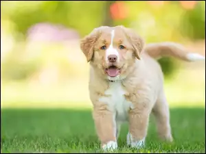 Trawa, Szczeniak, Retriever z Nowej Szkocji