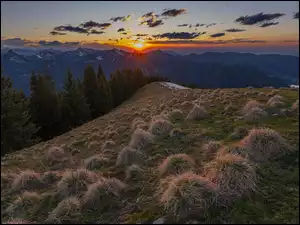 Kępy suchej trawy na wzgórzu i drzewa o zachodzie słońca nad górami