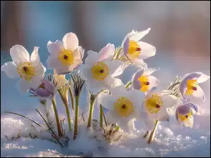 Białe sanki kwitnące w śniegu w grafice