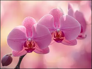 AI, Różowy, Storczyk, Zbliżenie