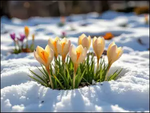 Śnieg, Kwiaty, Żółte, Krokusy