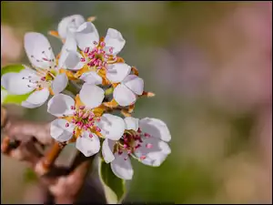 Kwiaty, Drzewo owocowe, Rozwinięte, Białe, Gałązka