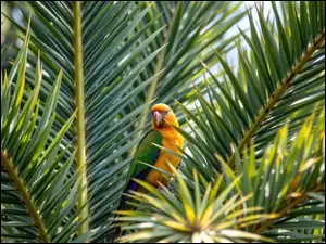 Liście, Papuga, Palma