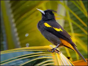 Liść, Czarno-żółty, Ptak, Kacyk meksykański