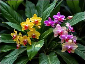 Żółte, Kwiaty, Storczyki, Grafika AI, Jasnofioletowe, Liście