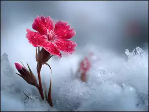 Kwiat, Grafika AI, Goździk, Czerwony, Śnieg