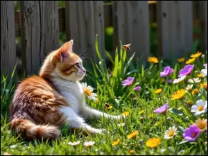 Kwiaty i leżący na trawie pod drewnianympłotem biało-rudy kot